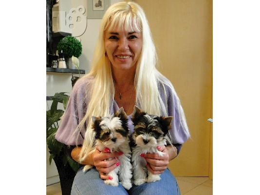 Χαριτωμένο καθαρόαιμο κουτάβι biewer yorkshire terrier